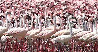Lake Bogoria 