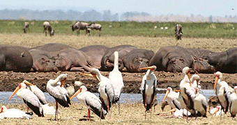 Lake Manyara National Park Day Trip