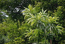 Vegetation in Lake Manyara National Park 