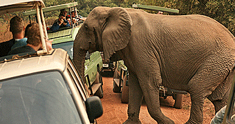 Lake Manyara National Park Day Trip