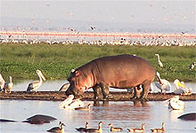 Lake Manyara National Park