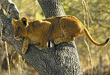 Lake Manyara Tree Climbing Lion, Tanzania