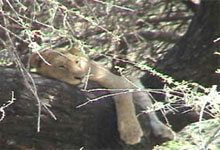 Lioness in the tree at Manyara