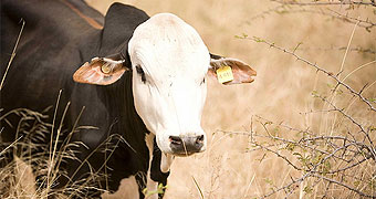 Manyara Ranch Tented Camp