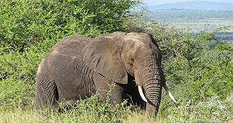 Manyara Ranch Tented Camp