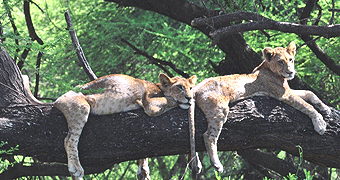 Lake Manyara National Park Day Trip