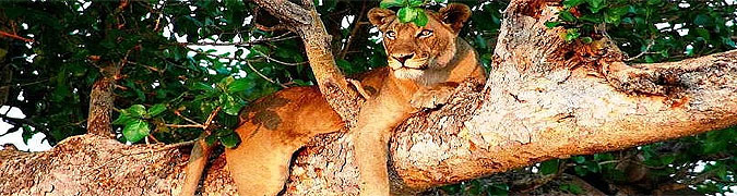 Lake Manyara Tree Lodge
