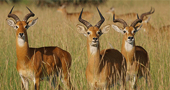 Lake Mburo National Park