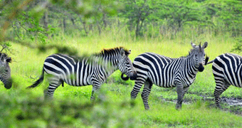 Lake Mburo National Park