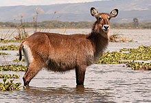 Lake Naivasha Waterbuck