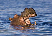 Lake Naivasha Hippo