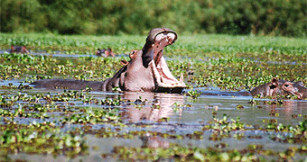 Lake Naivasha