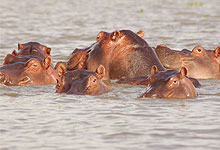 Lake Naivasha Fresh Waters