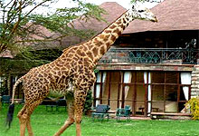 Naivasha Sopa Lodge
