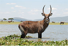 Lake Naivasha - Rift Valley