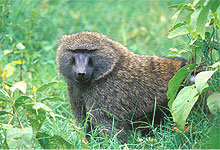 Lake Nakuru 