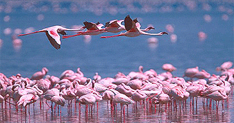 Lake Manyara National Park Day Trip