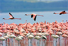 Lake Nakuru National 
