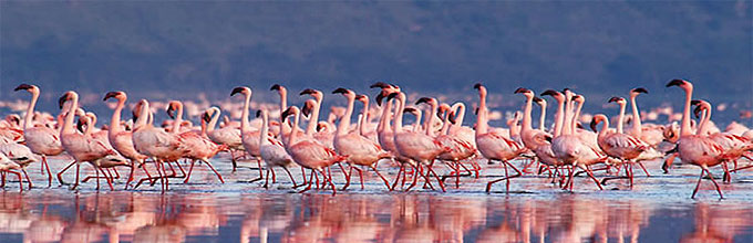 Lake Nakuru National Park