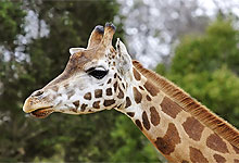 Lake Nakuru National 