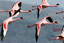 Lake Nakuru National Park, Kenya