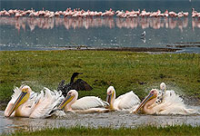 Pelicans at Lake Nakuru National Park