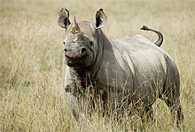 Lake Nakuru National Park Black Rhino
