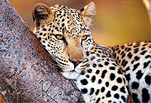 Lake Nakuru National Park Leopard