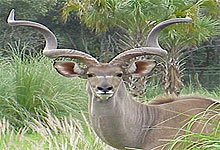 Lesser Kudu Antelop in Kidepo Valley National Park
