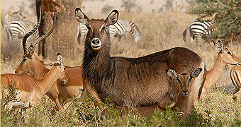 Lewa Wildlife Conservancy