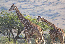 Lewa Downs