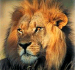 Nairobi national park