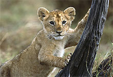 Maasai Mara National Park