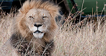 Nairobi National Park