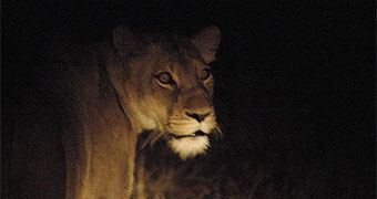 Nairobi National Park
