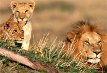 Lions of the Serengeti National Park, Tanzania