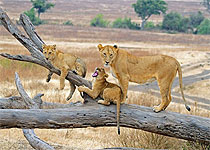 Lions in Ngorongoro Crater