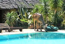 Loisaba Cottage