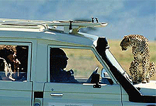 Close encounters with a Cheetah in Masai Mara