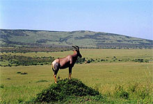 Maasai Mara