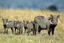 Warthog with piglets in Maasai Mara Game Reserve