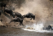 Maasai Mara
