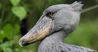 Mabamba Bay Wetland Birding
