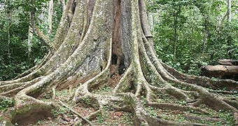 Mabira Forest Reserve Nature