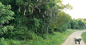 Mabira Forest Reserve Nature