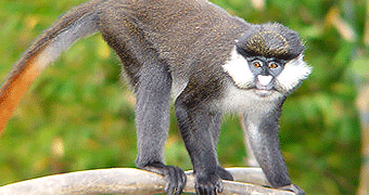 Red-tail monkeys Mabira Forest