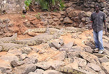 Nile Crocodiles 