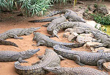 Nile Crocodiles 