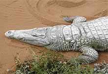 Nile Crocodiles 