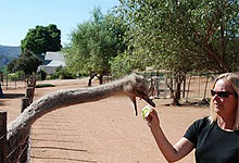 Nairobi Mamba Village 